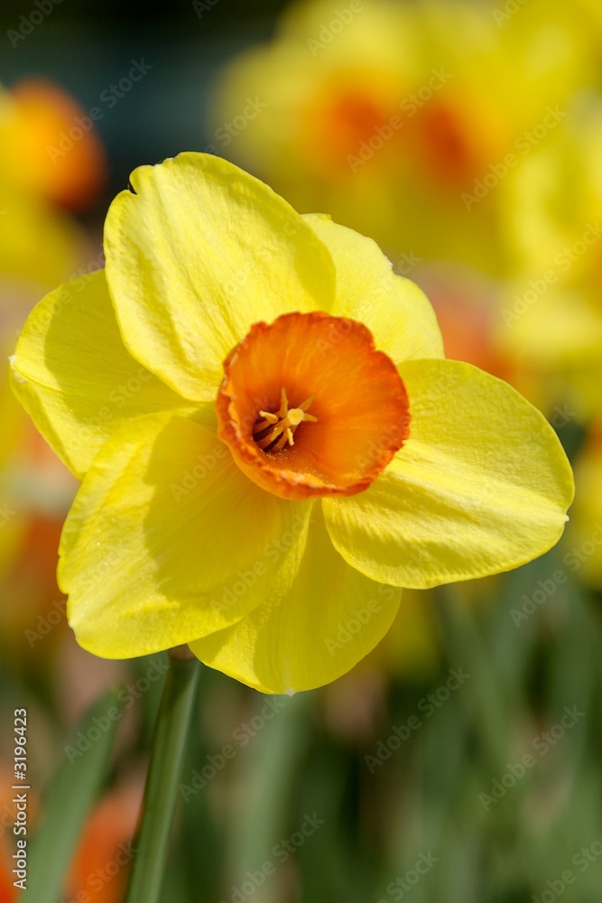 Obraz premium fleur jaune orange