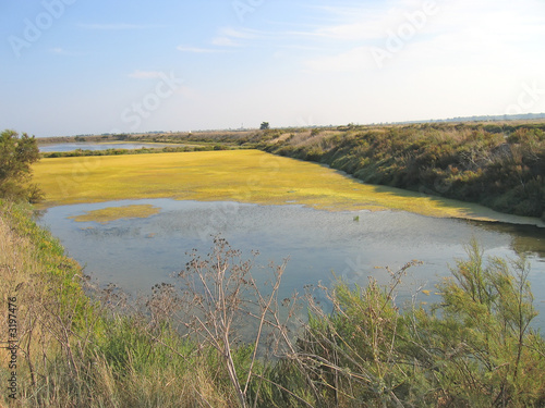 Fototapeta Naklejka Na Ścianę i Meble -  yellow swamps, re island, france