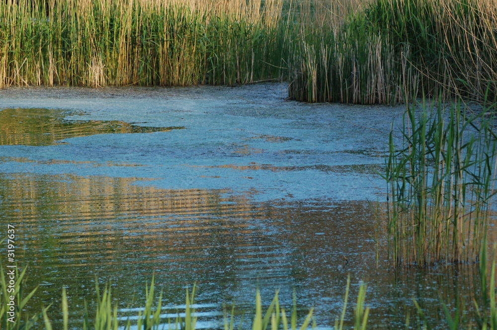 teich