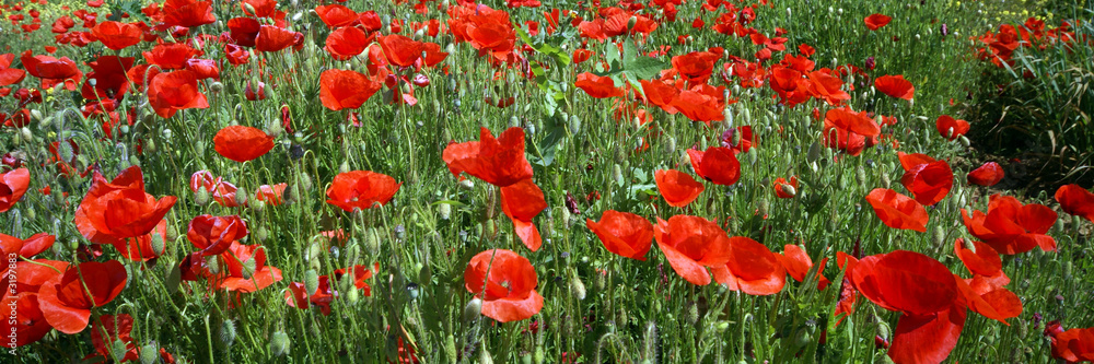 Obraz premium les coquelicots