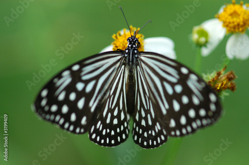 beautiful butterfly mating