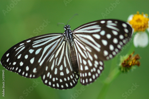  beautiful butterfly