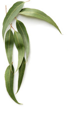 gum leaves