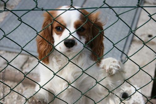 chien abandonné