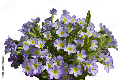 primroses