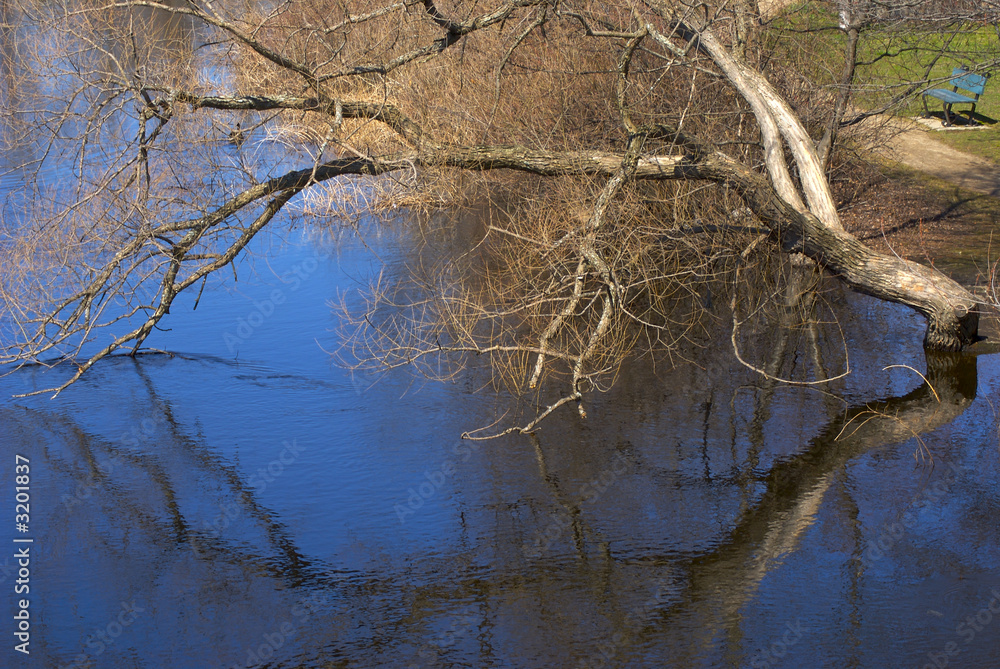 tree over the water tree over the water