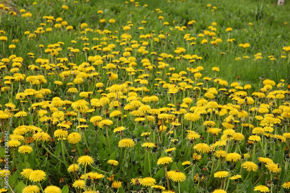 dandelions field #1 dandelions field #1