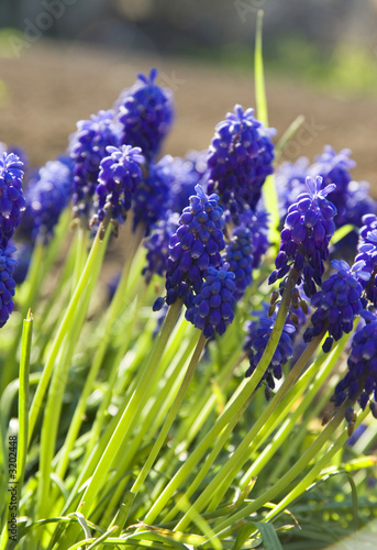 purple lilies.