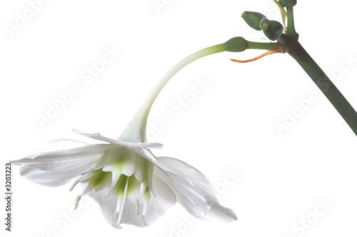 Billede på lærred gentile white flower