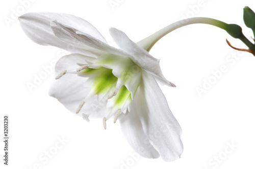 Tableau sur toile gentile white flower