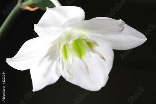 Fototapeta Naklejka Na Ścianę i Meble -  white flower