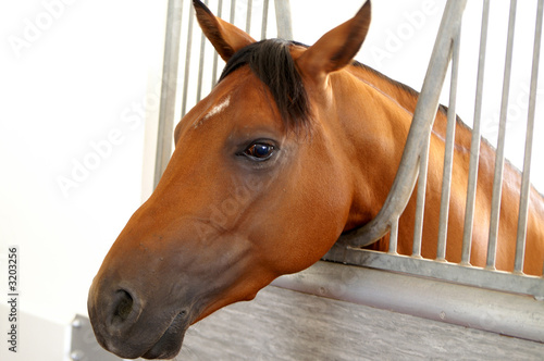 equitation 5