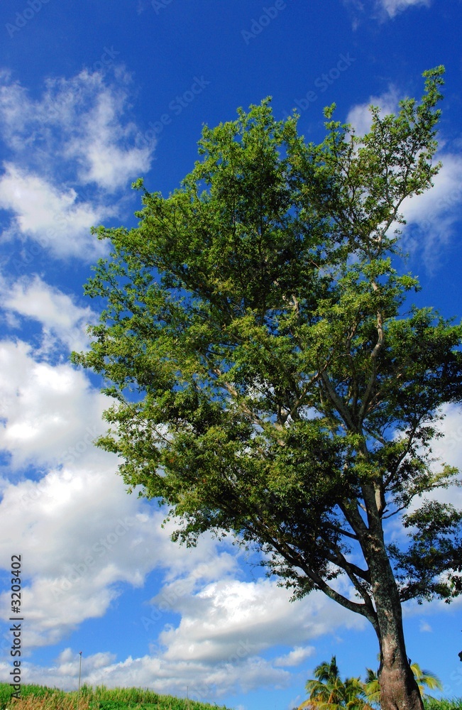 Obraz premium arbre de vie