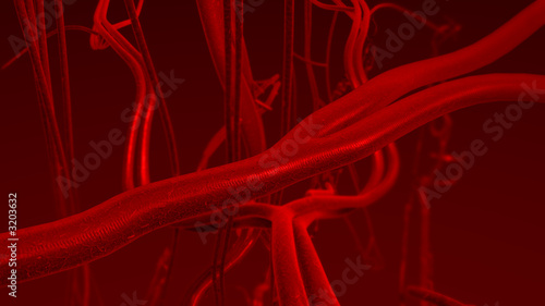 blood arteries and veins