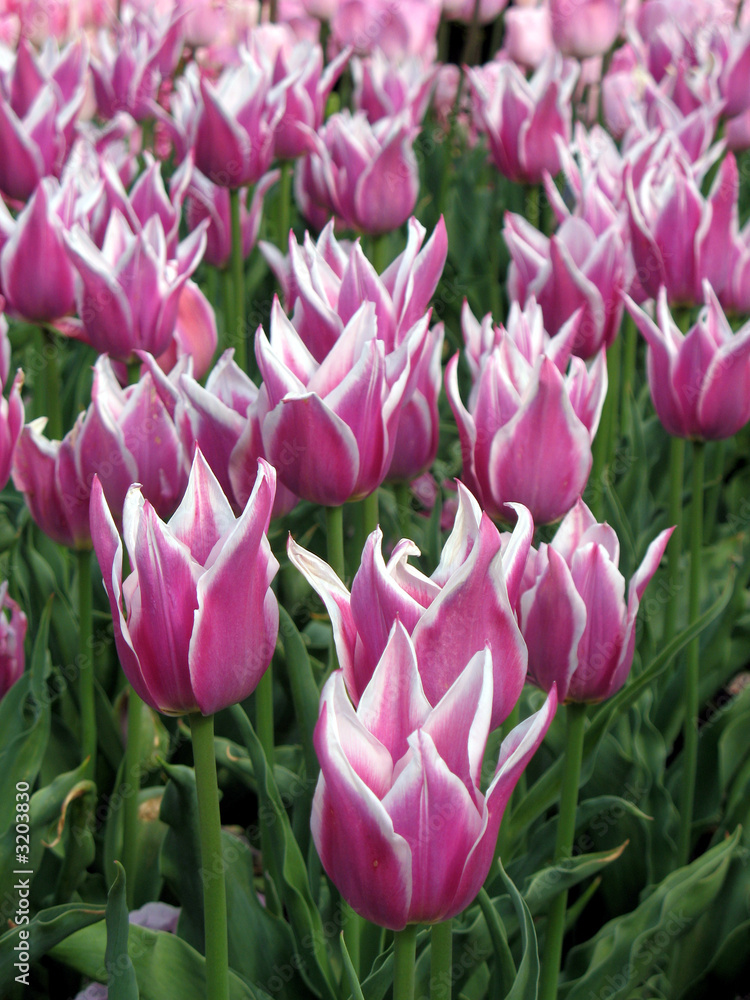 fields of tulips fields of tulips