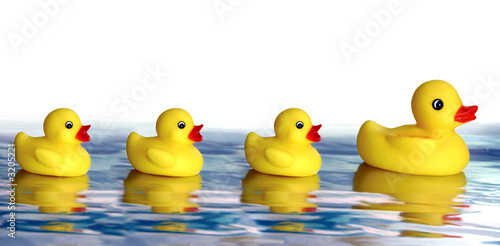 duck family