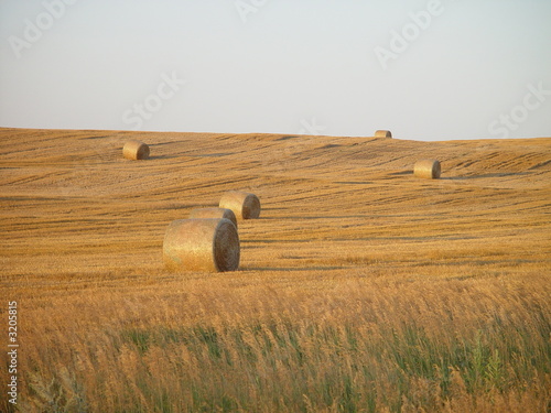 field of hay rolls 2