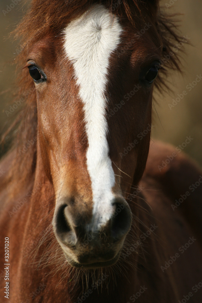 Fototapeta premium cheval 01