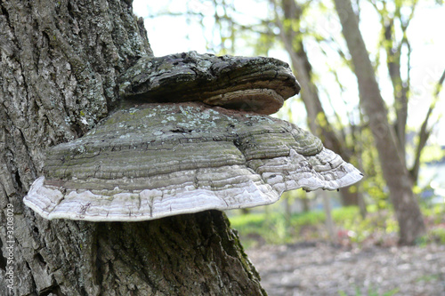 big tree fungus