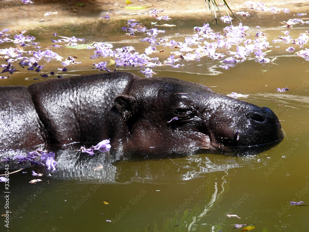 Fototapeta premium hippo