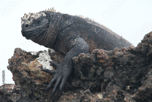 marine iguana isolated on white