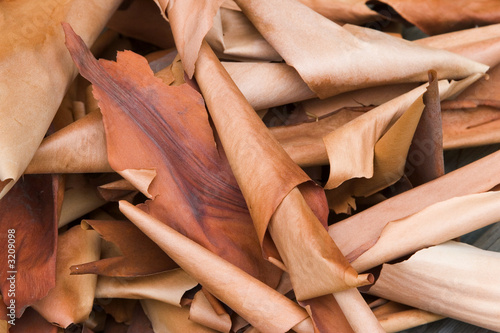 arbutus bark curls