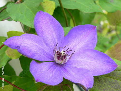 purple clematis