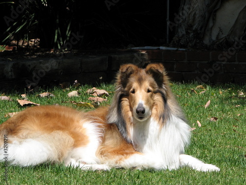 beautiful collie dog