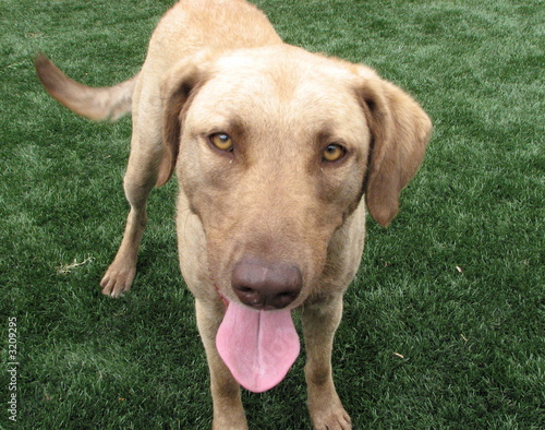 dog close-up