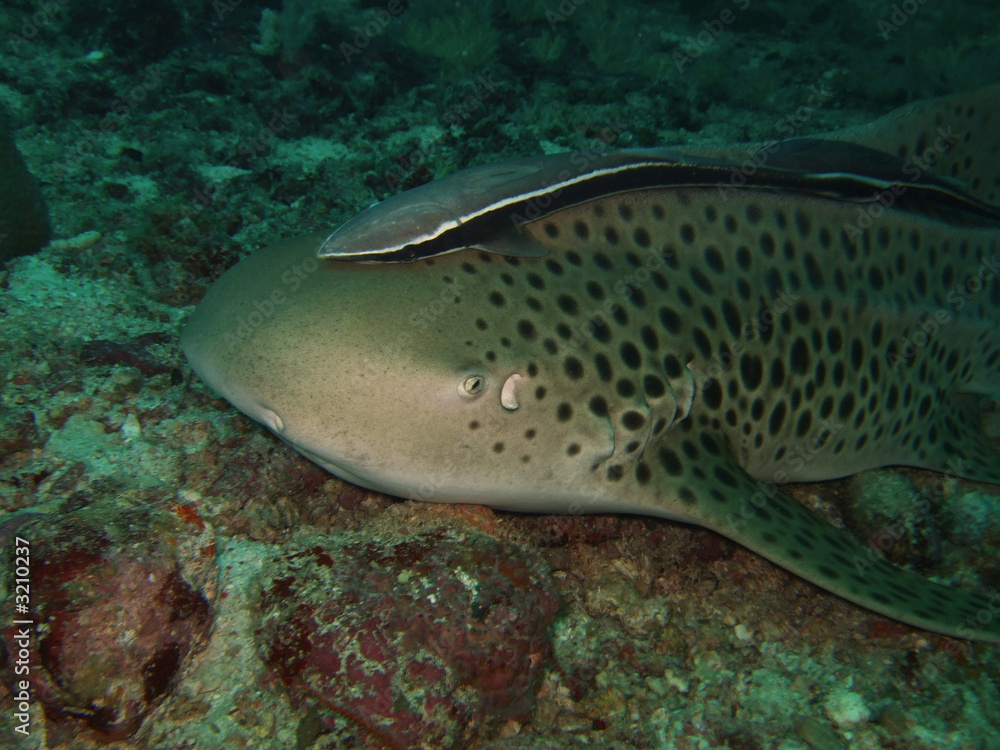 close-up leopard shark close-up leopard shark