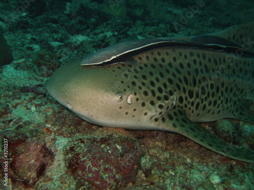 Fototapeta Naklejka Na Ścianę i Meble -  close-up leopard shark