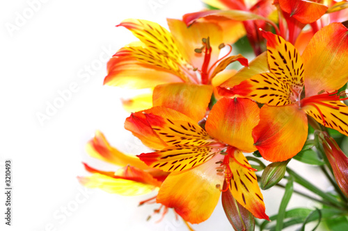 close-up of a lily flower