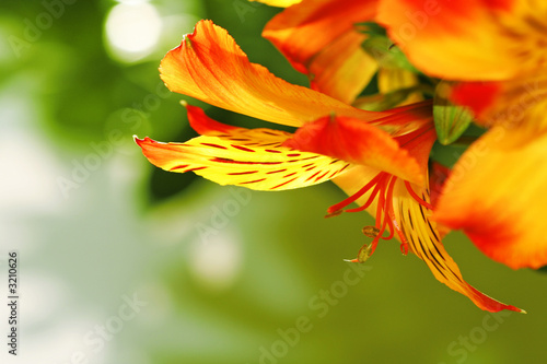 close-up of a lily flower