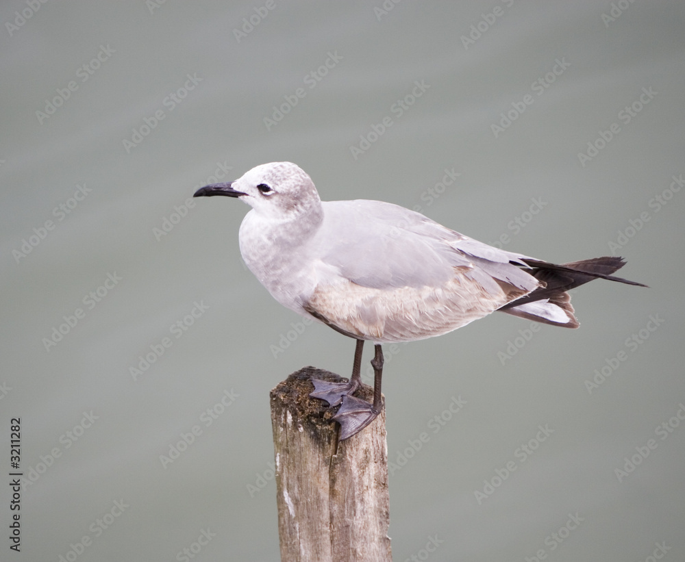 Obraz premium seagull