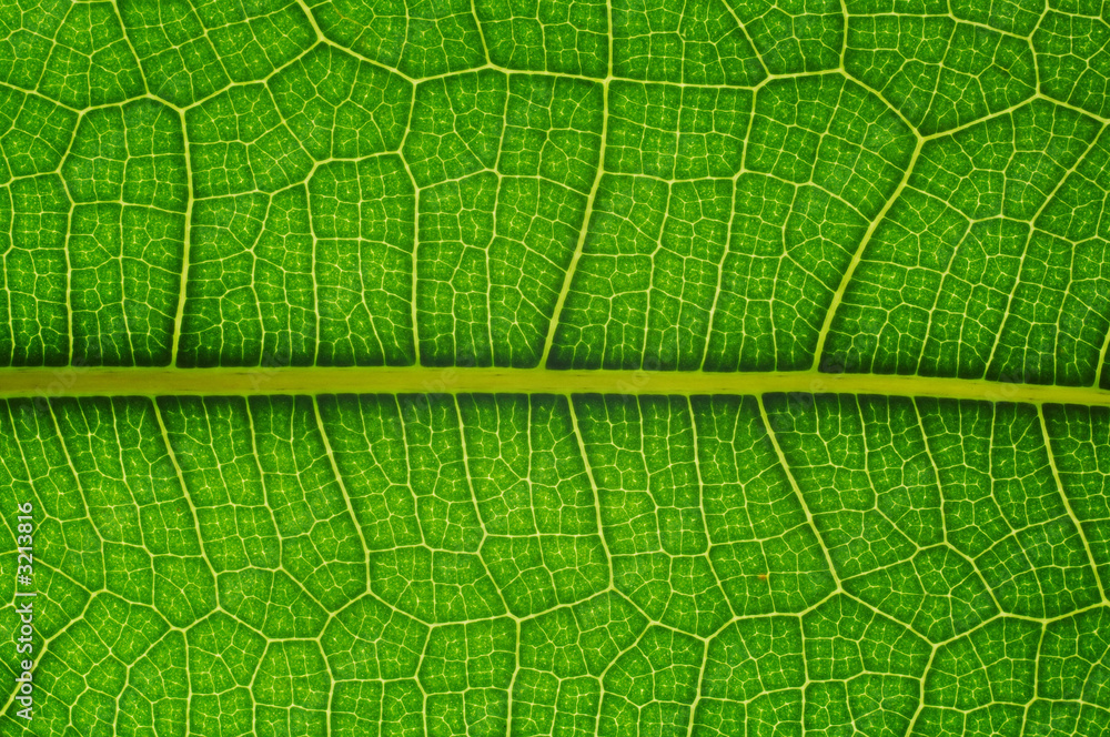 natural grid natural grid