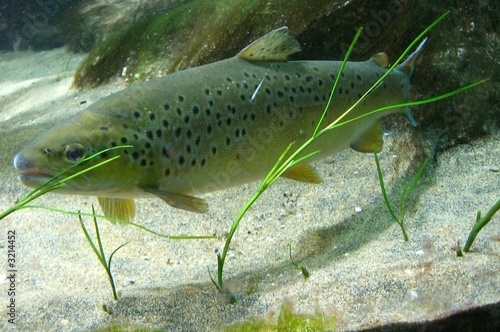 brown trout in an aquarium