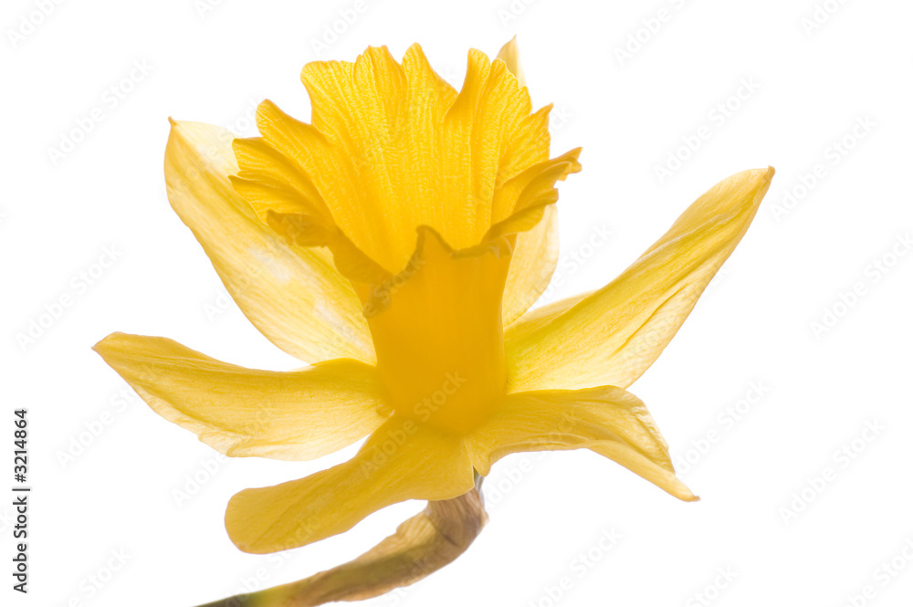 yellow flower yellow flower