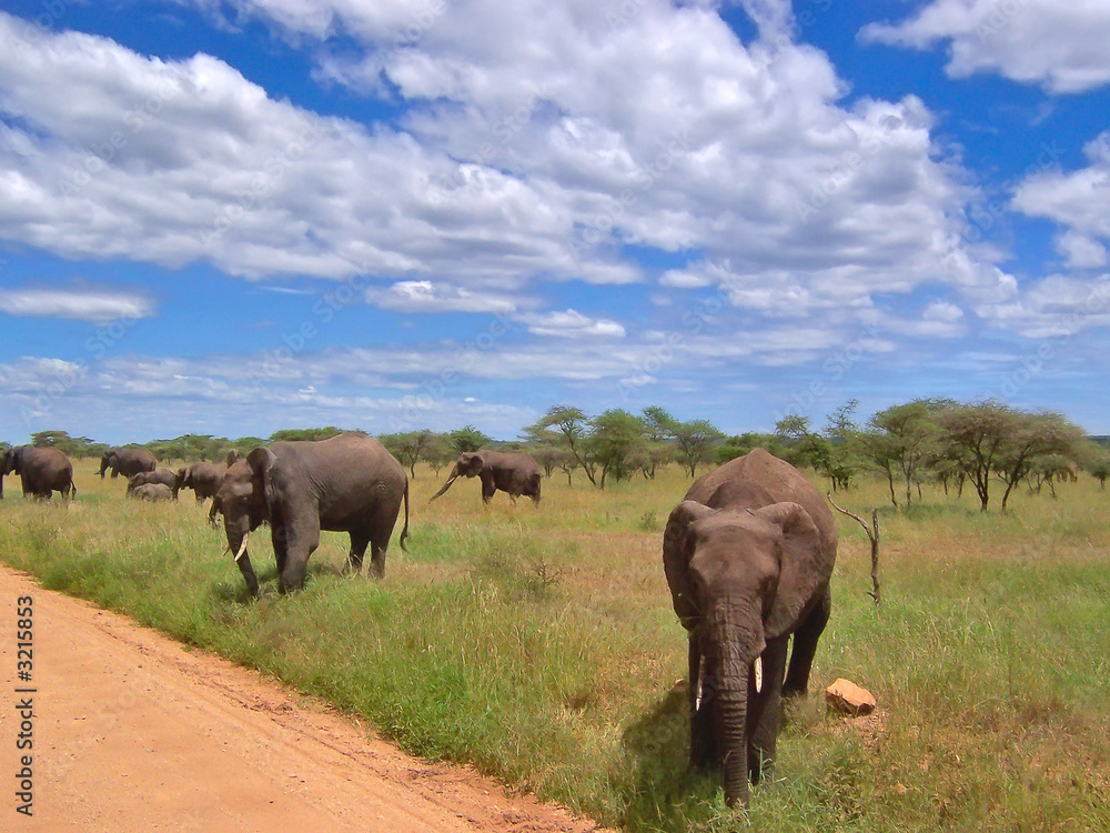 elephants in the african savanna, serengeti park, tanzania