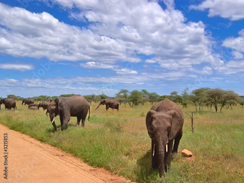 elephants in the african savanna, serengeti park, tanzania
