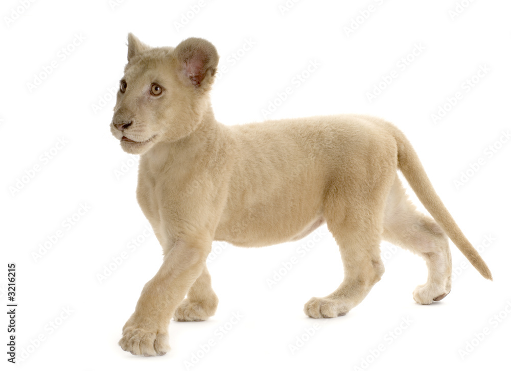 lionceau blanc (5 mois) lionceau blanc (5 mois)