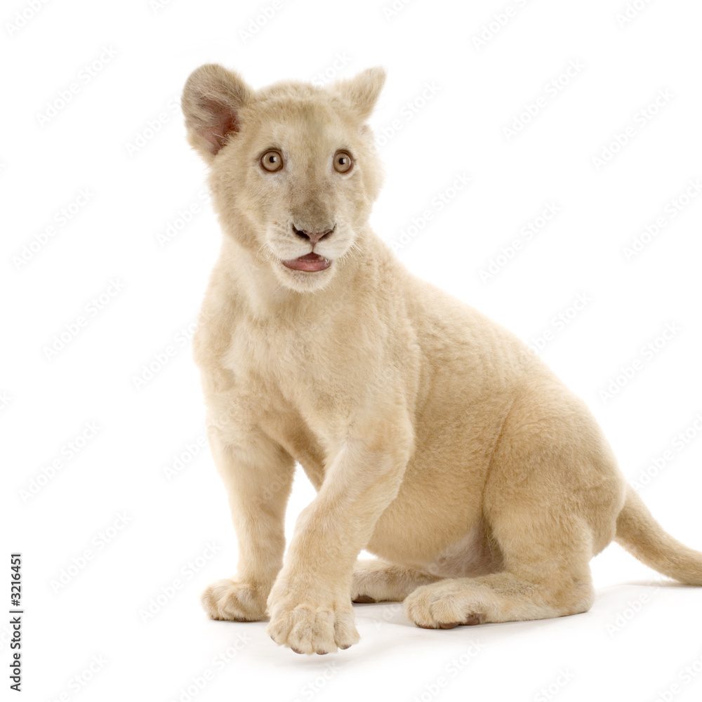 Obraz premium lionceau blanc (5 mois)