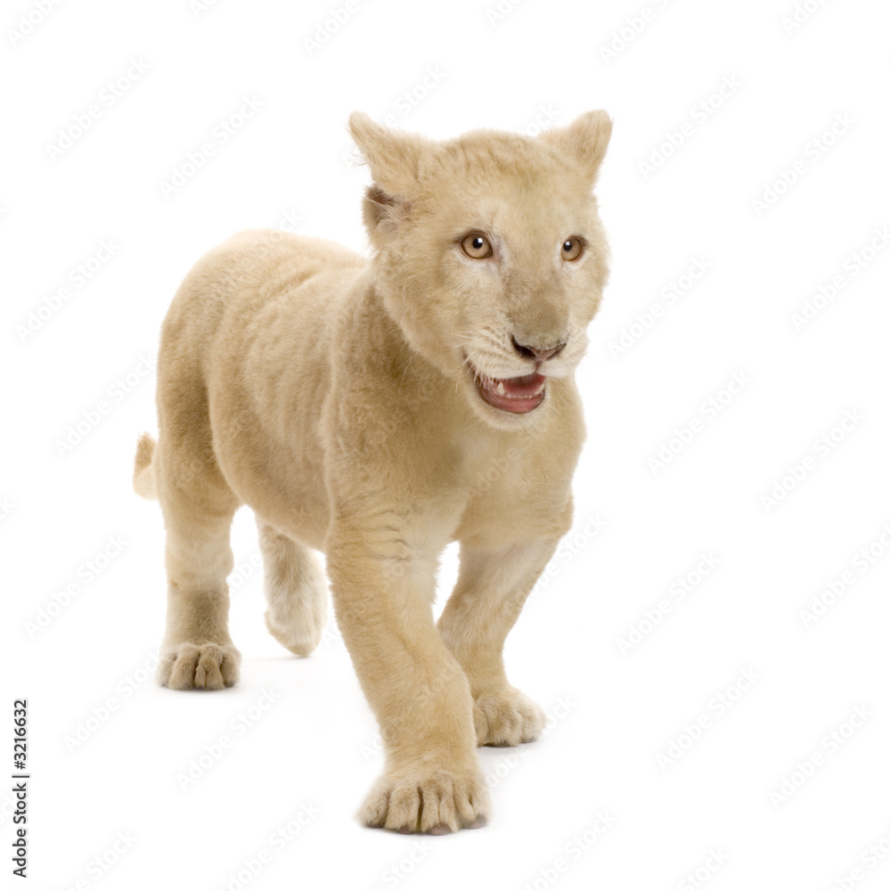 Obraz premium lionceau blanc (5 mois)