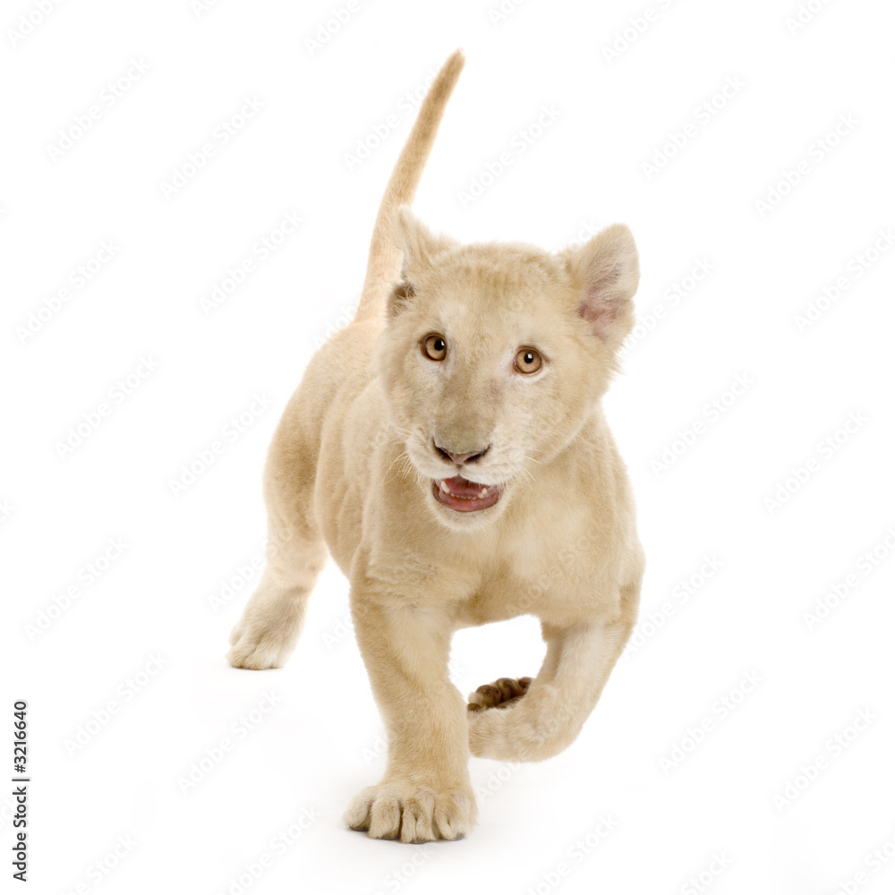 Naklejka premium lionceau blanc (5 mois)