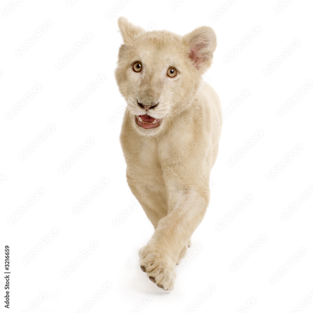 lionceau blanc (5 mois)