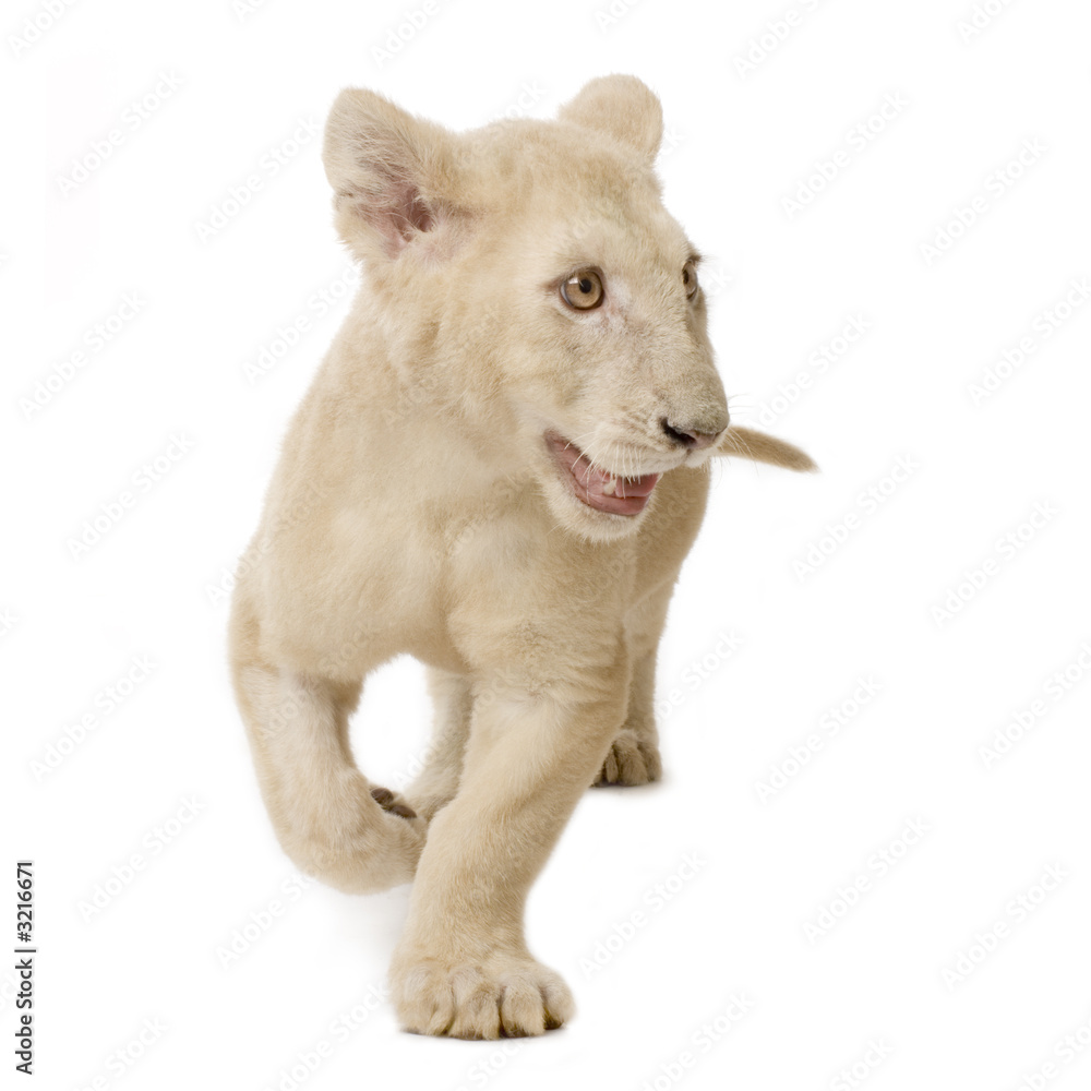 Obraz premium lionceau blanc (5 mois)