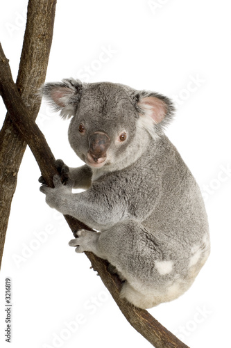 koala © Eric Isselée