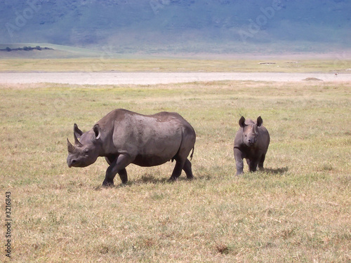 rhinoceros in the wild african savanna  ngorongoro park  tanzani