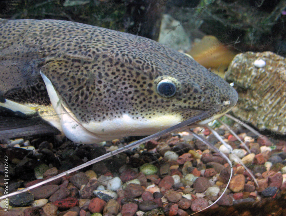 catfish