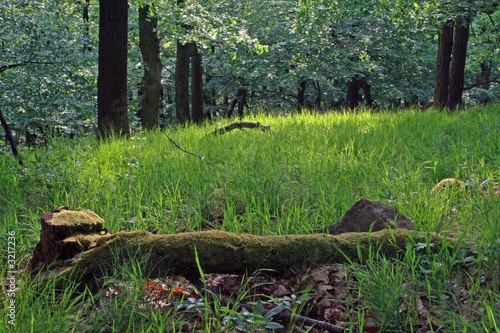 Tablou pe pânză meadow in forest