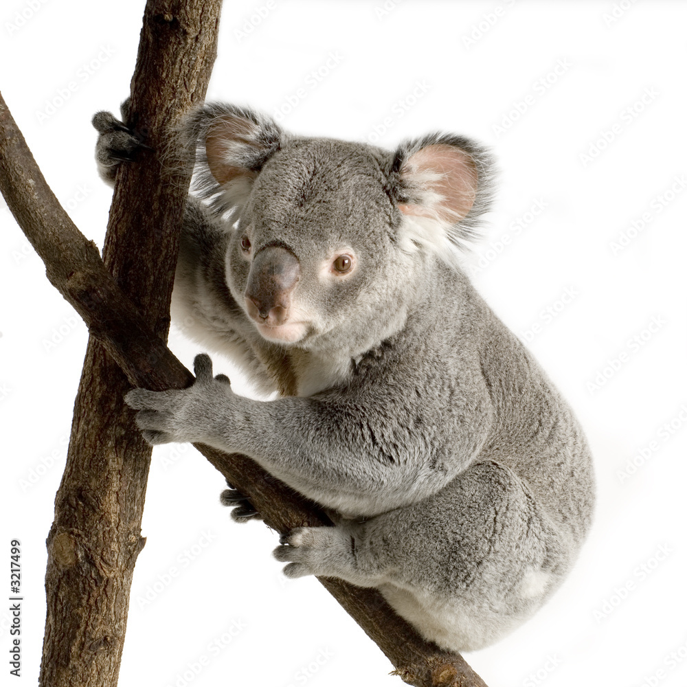 Obraz premium koala